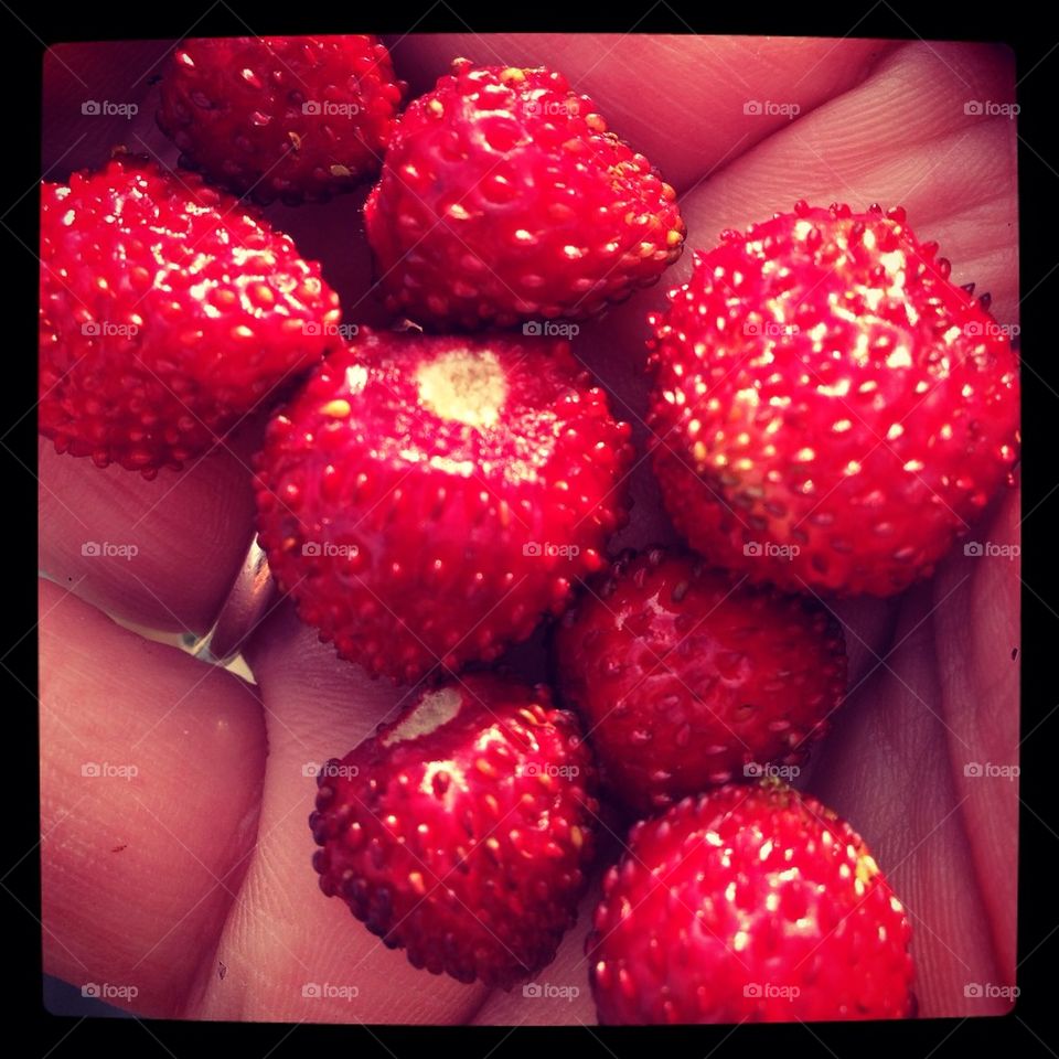 Wild strawberries
