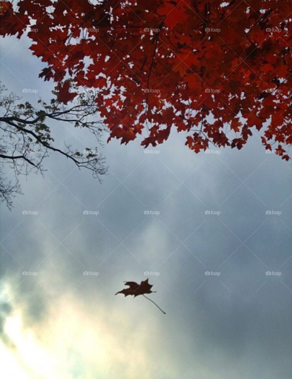 Fall is falling. In the historic cemetery, I laid on the ground next to the graves waiting for a good gust of wind, I wasn't disappointed