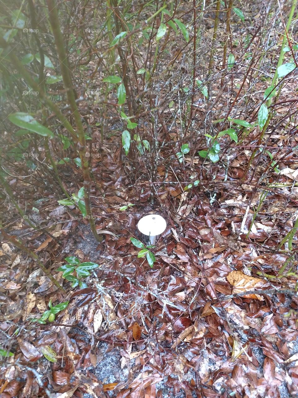 mushroom, nature, wilderness, fungus
