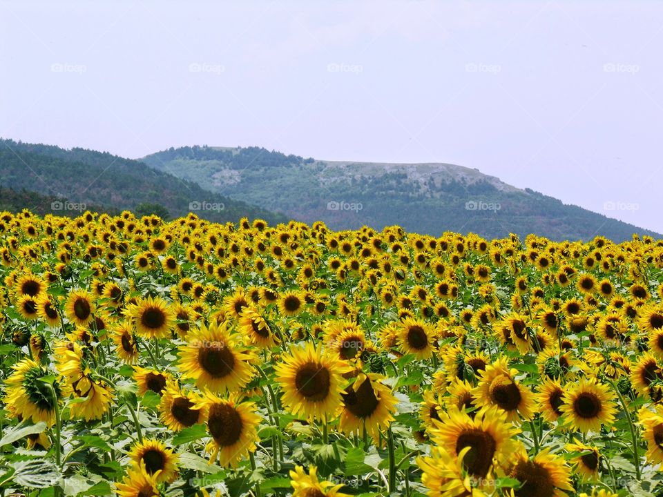 sunflower. field of flowers