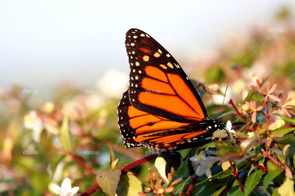 Monarch closeup