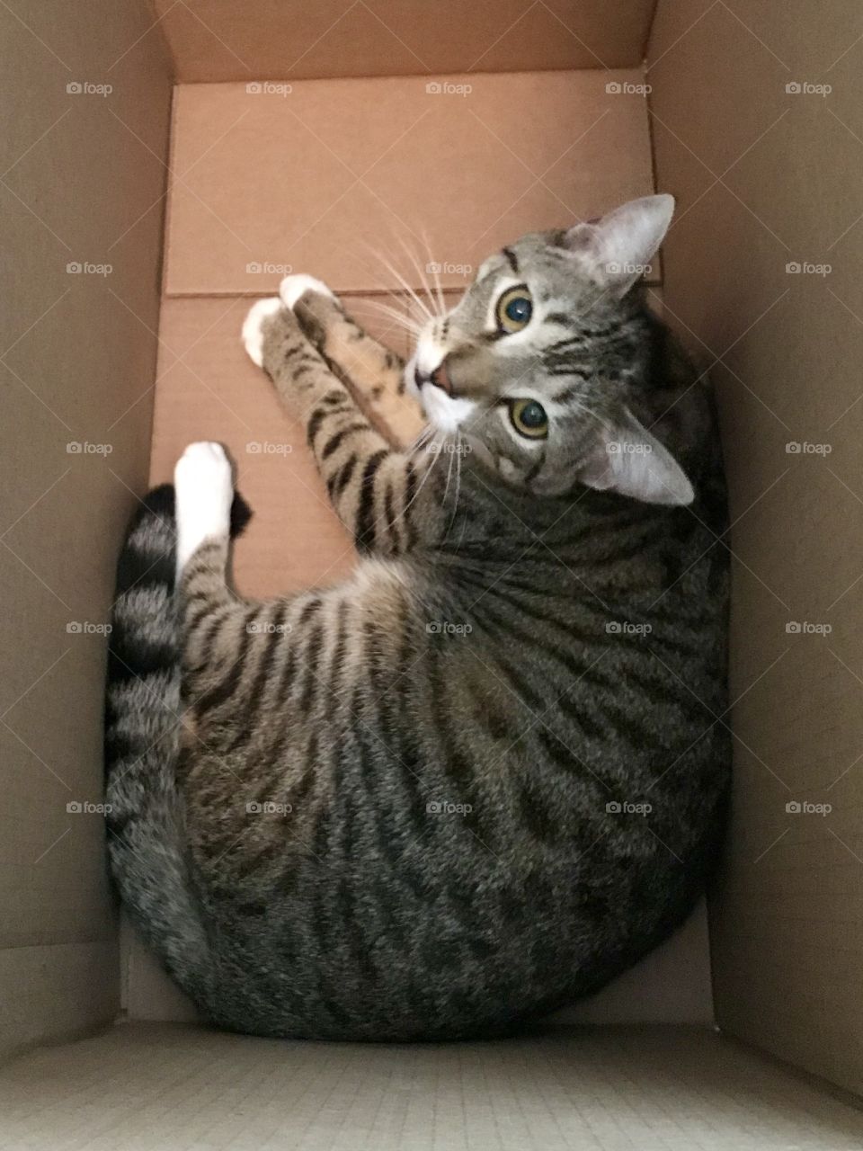 Cat in a box 