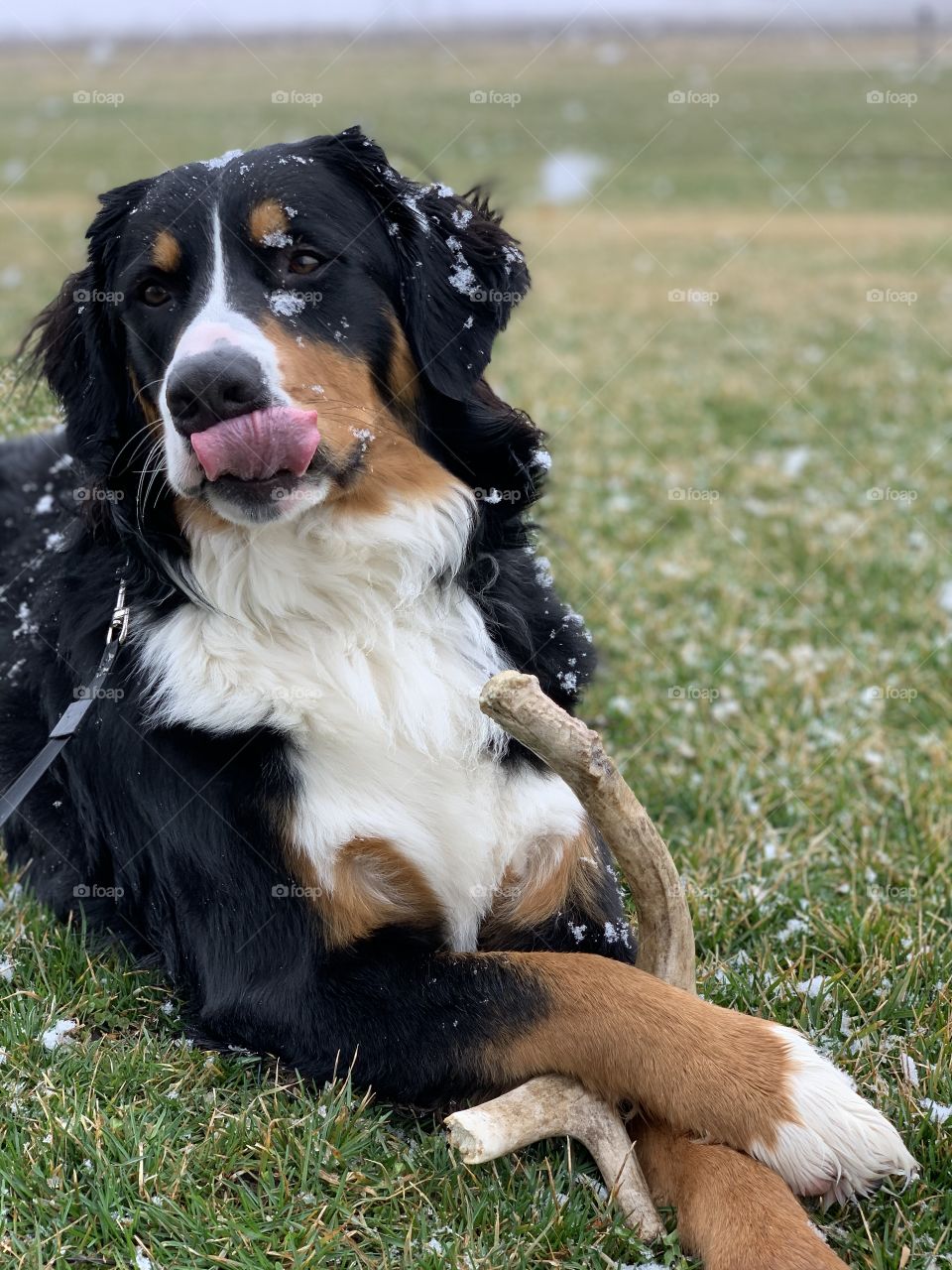 Bernese Mountain Dog Spring Snow quarantined.