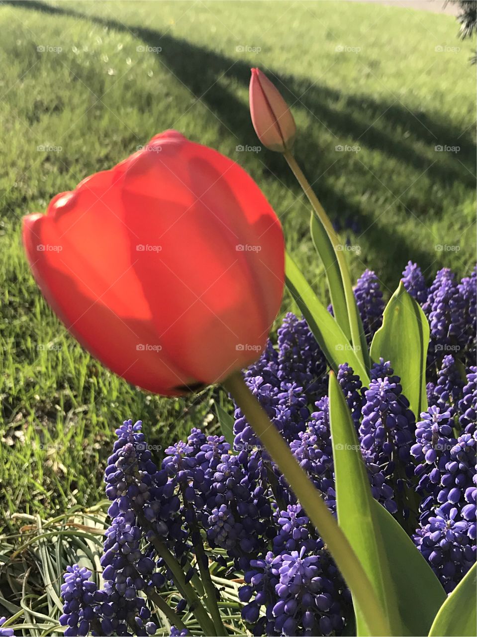 Red tulip close-up
