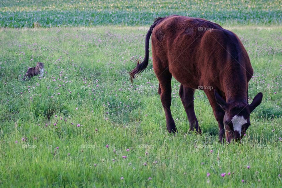 A steer grazing in a pasture, while a grey tabby watches from a patch of red clover during golden hour