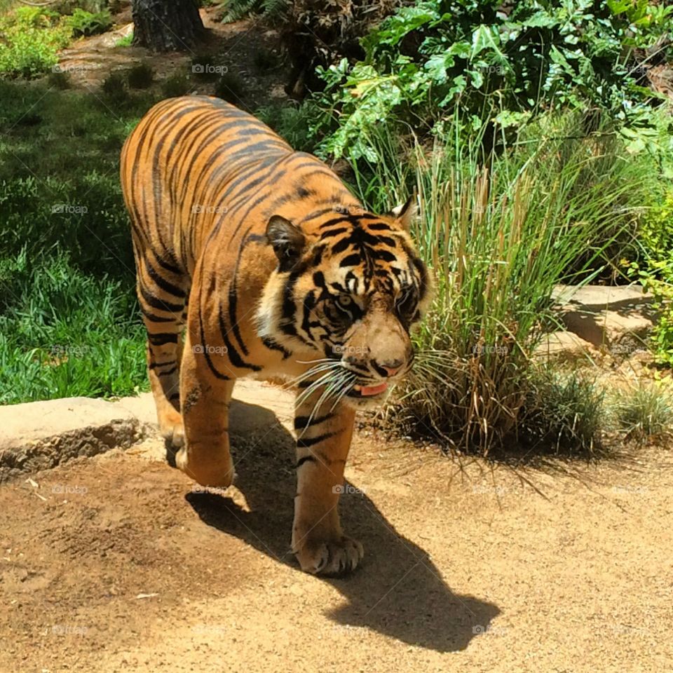 Sumatran tiger at San Diego Zoo