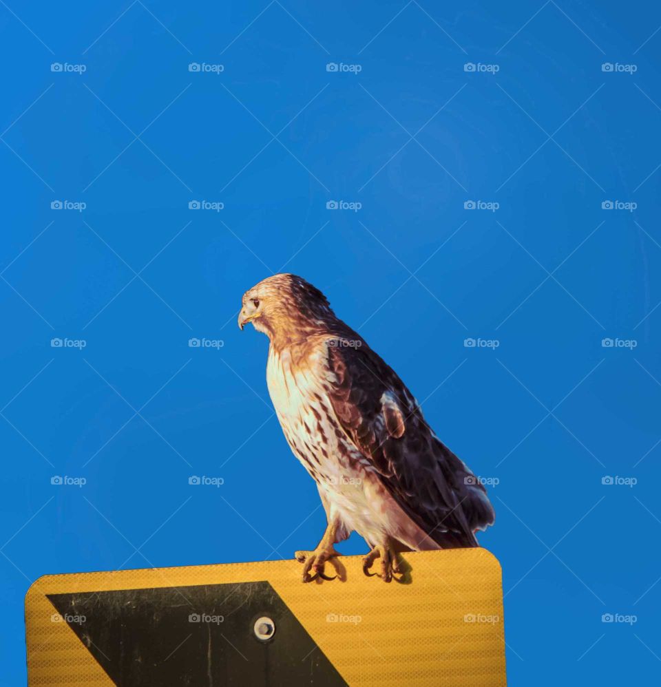 Hawk resting on road sign with bright blue back ground.