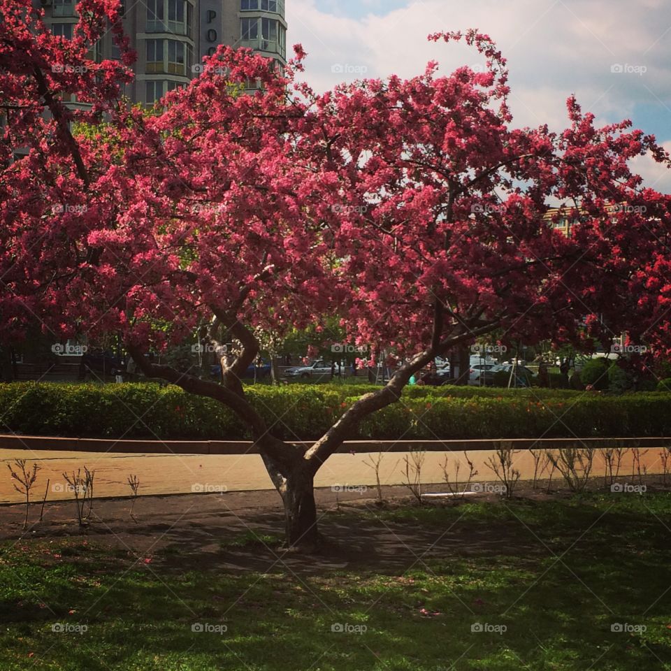 Red tree 