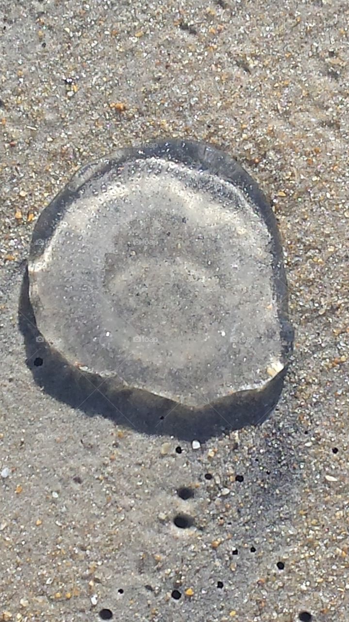 Beach jelly
