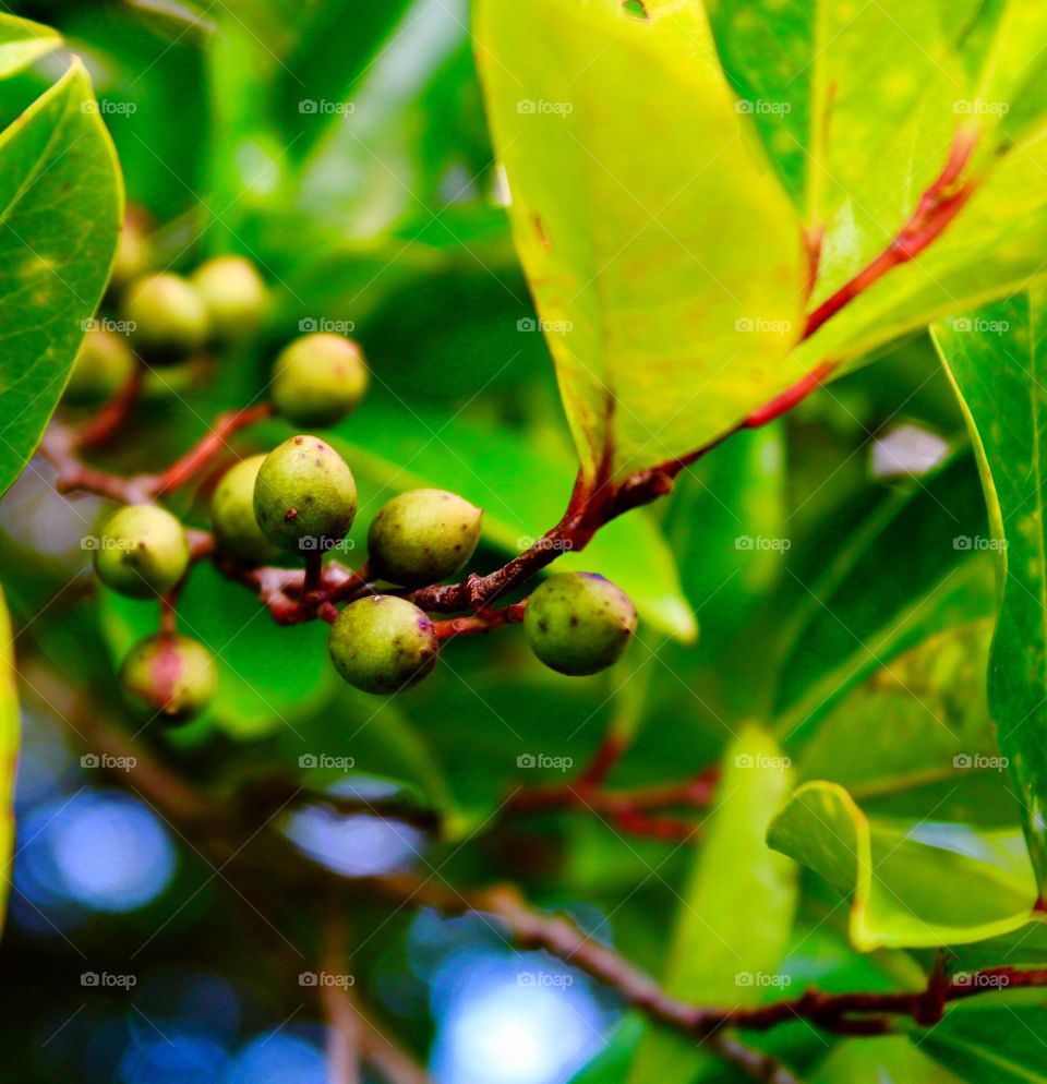 Berries