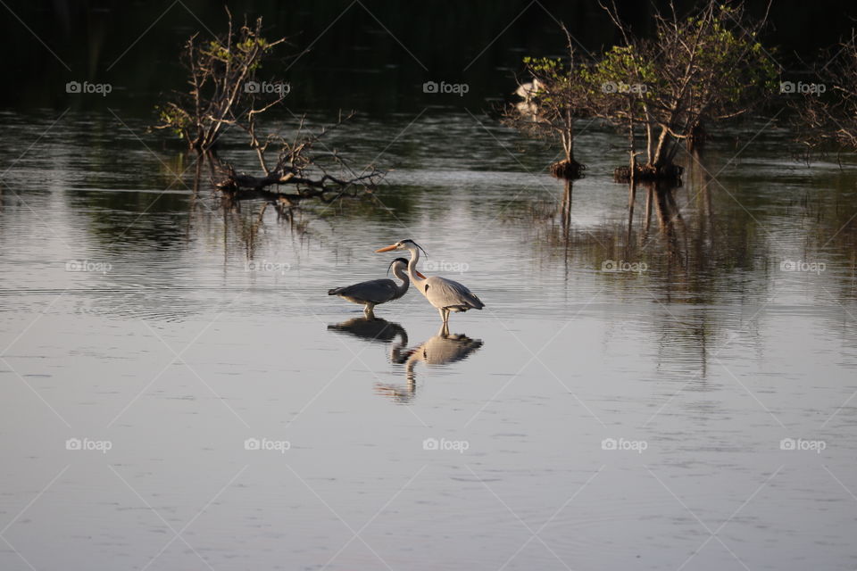 birds nesting area in Hithadhoo