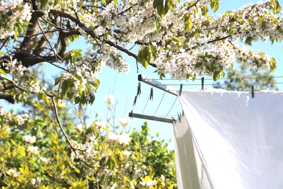 Laundry in the garden