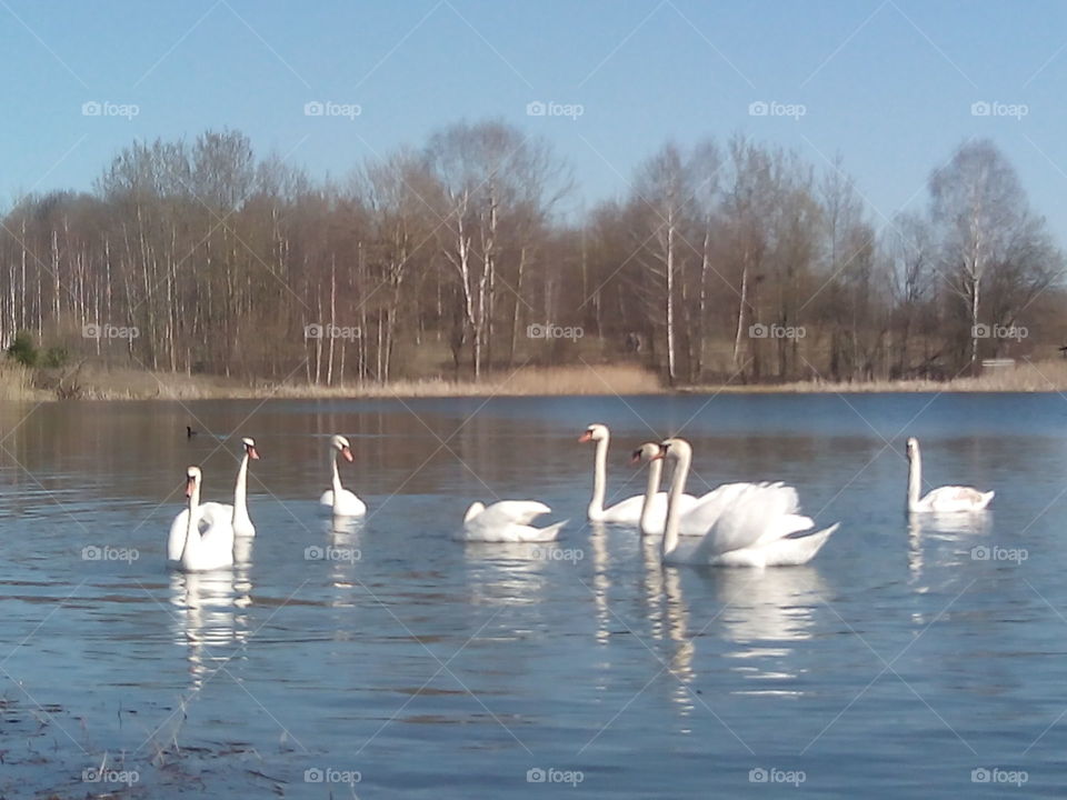 Swan, Lake, Reflection, Goose, Water