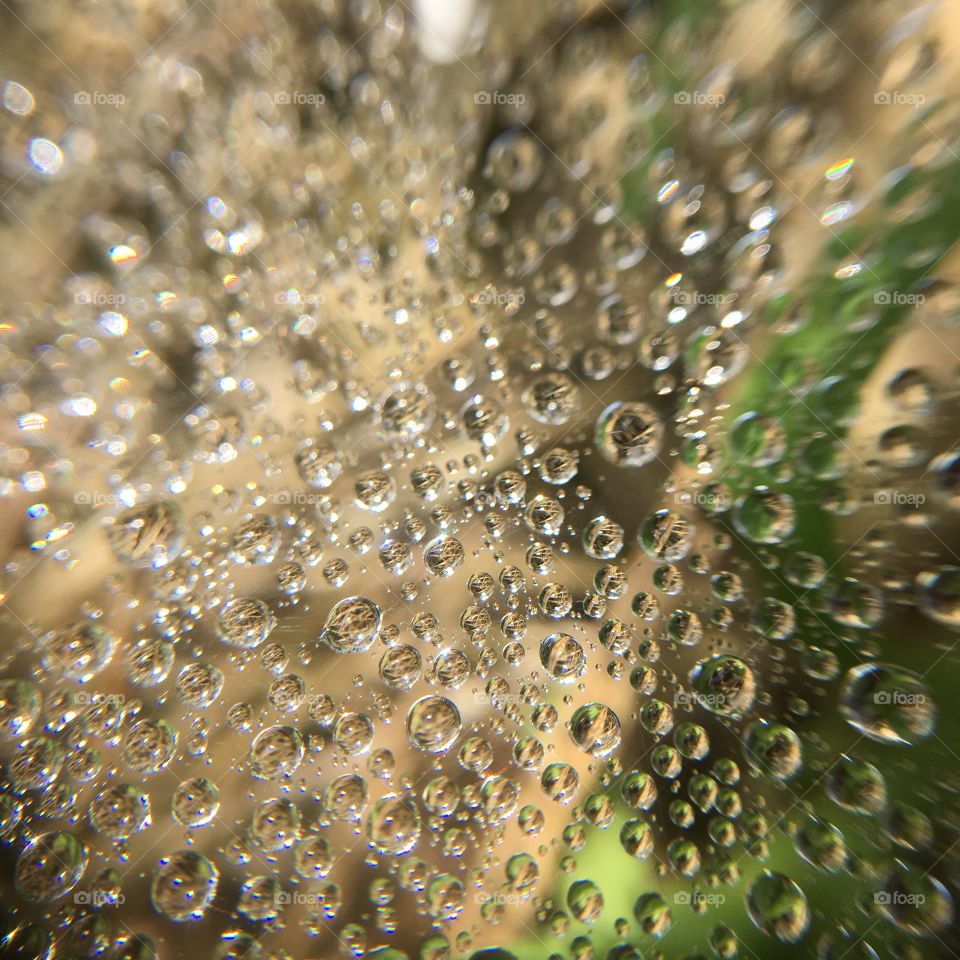 Dew drops in spiderweb