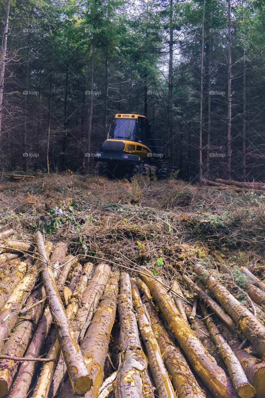 Logging in Wales, UK