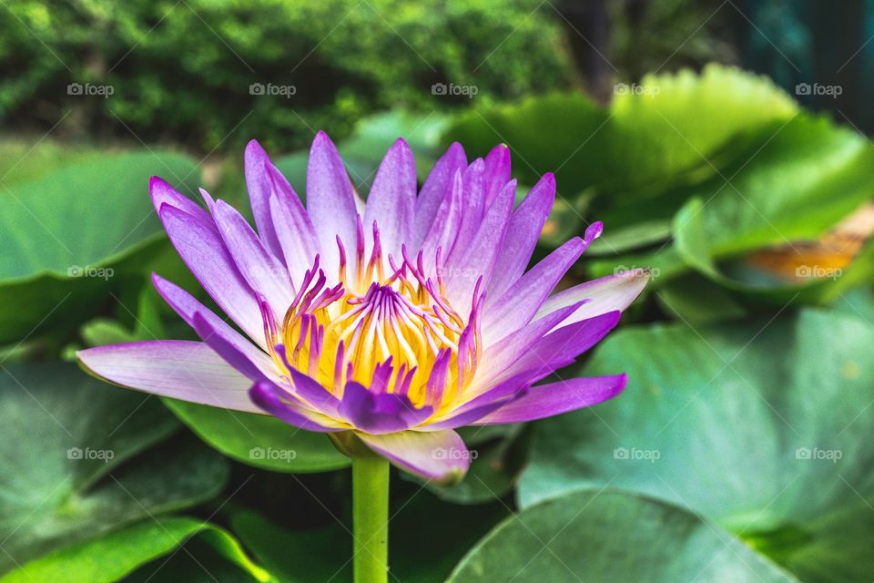 Lotus Water Flower