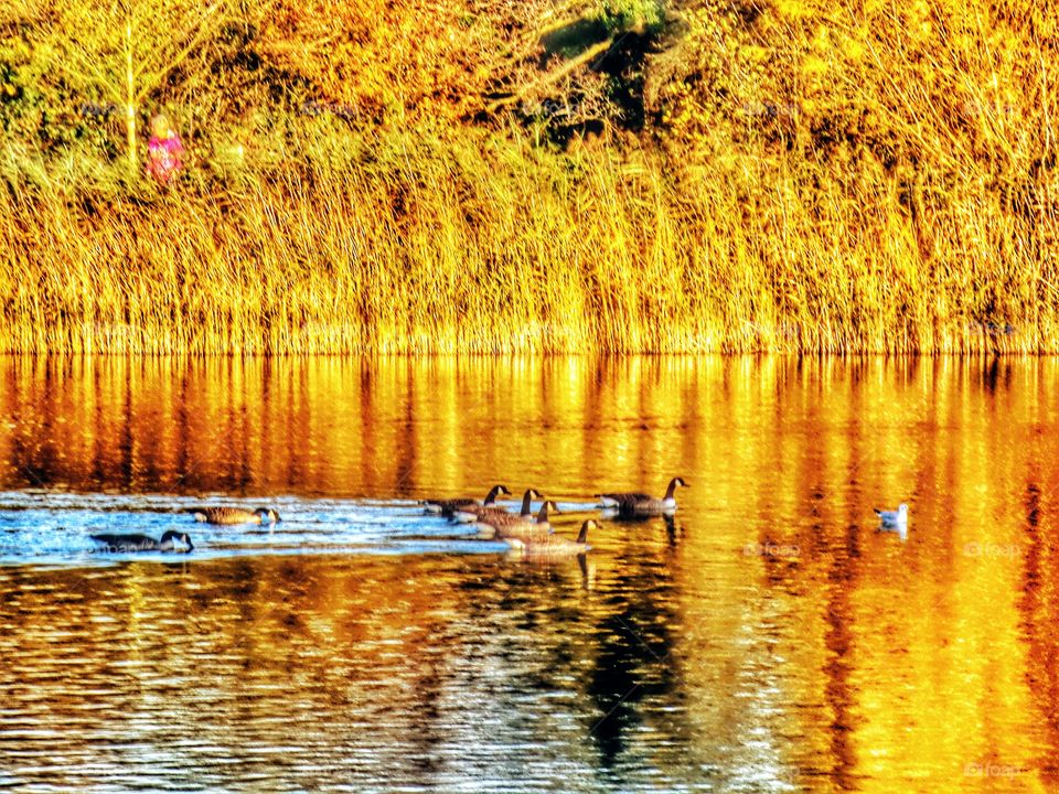 Lake. Nature reserve 