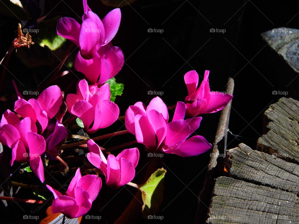 wonderful flower in the garden and beautiful color