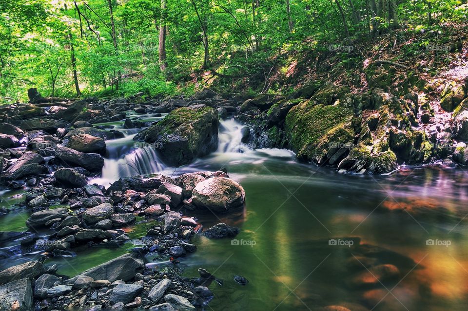 Scenic view of waterfall in forest