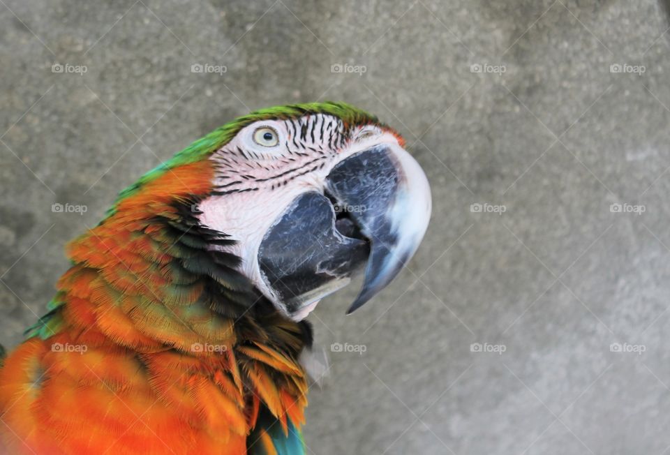 Close up macaw parrot 
