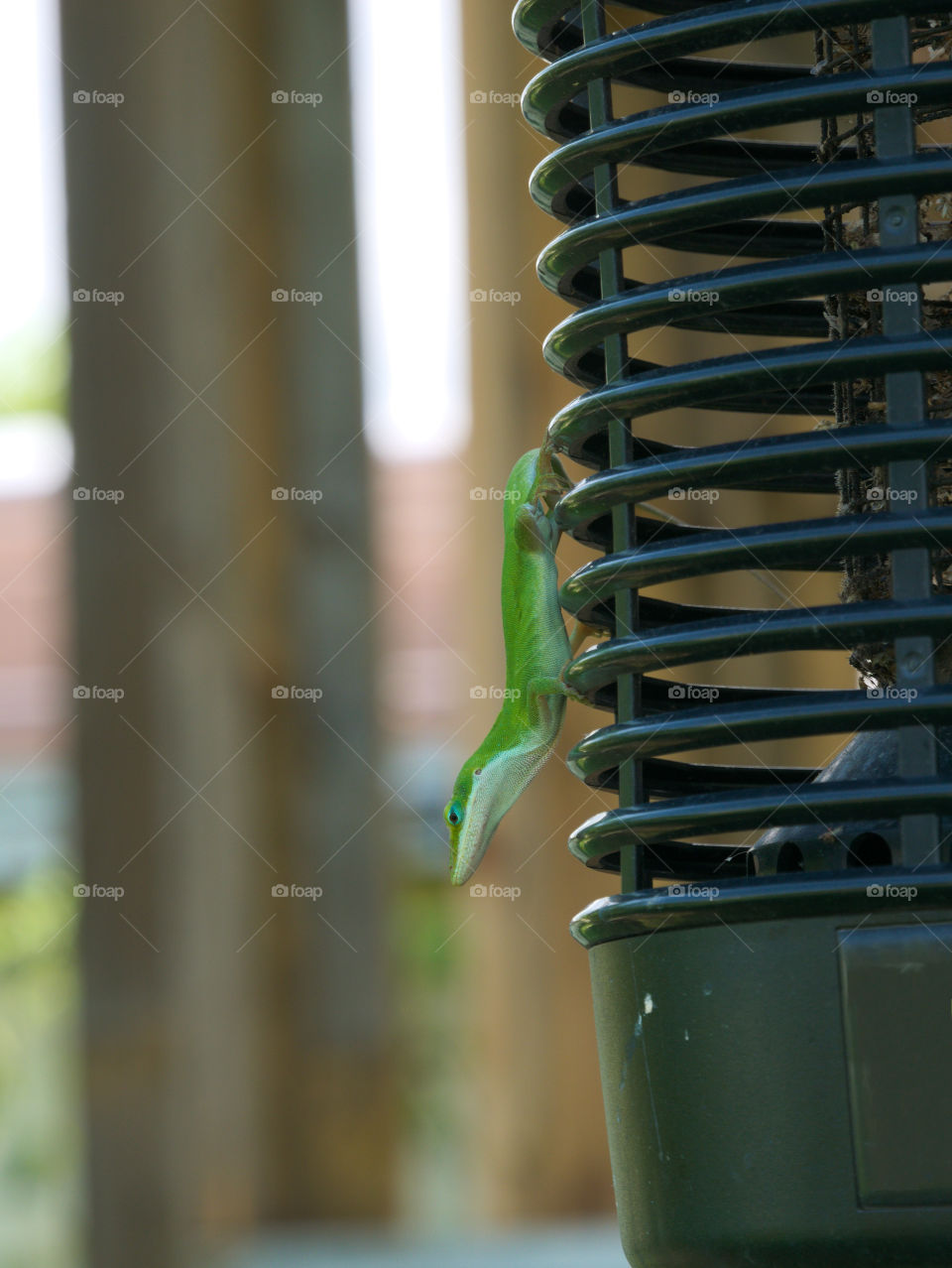 Green Anole Climbing Down a common Bug Light (Trademark Removed)