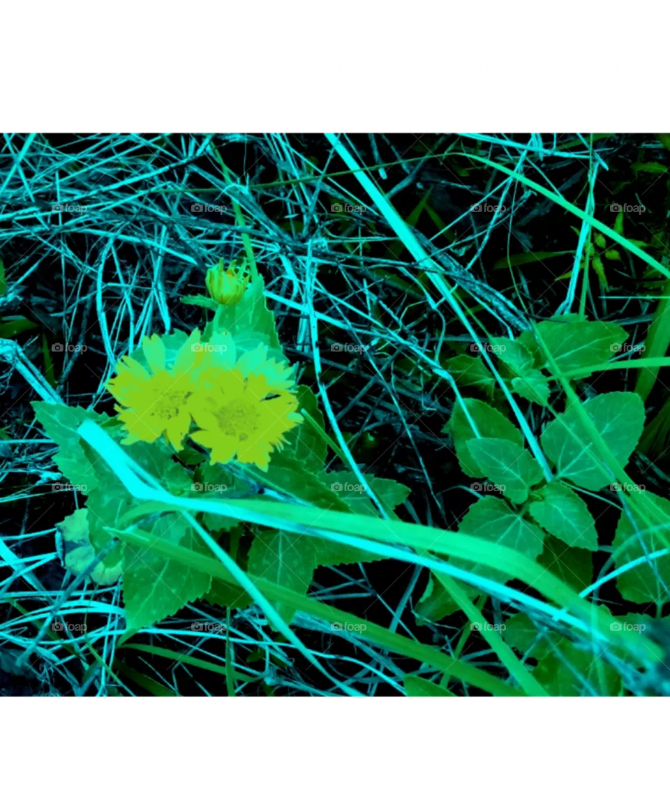 flower beauty