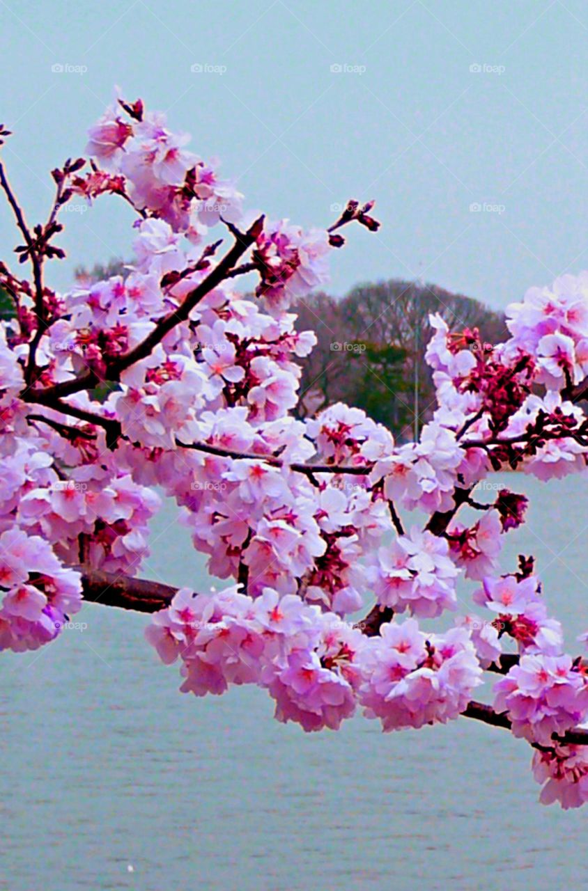 This is spring! Cherry Blossoms - Trees are blossoming and early flowers are pushing through the earth. Beautiful cherry blossoms around the Potomac river