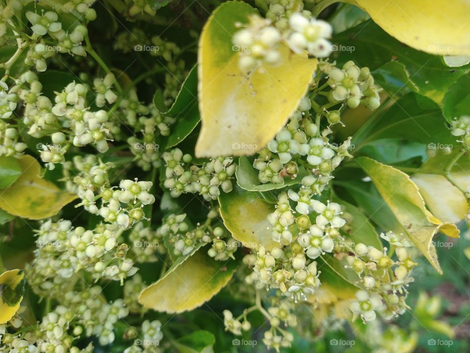 Evergreen hedge plant
