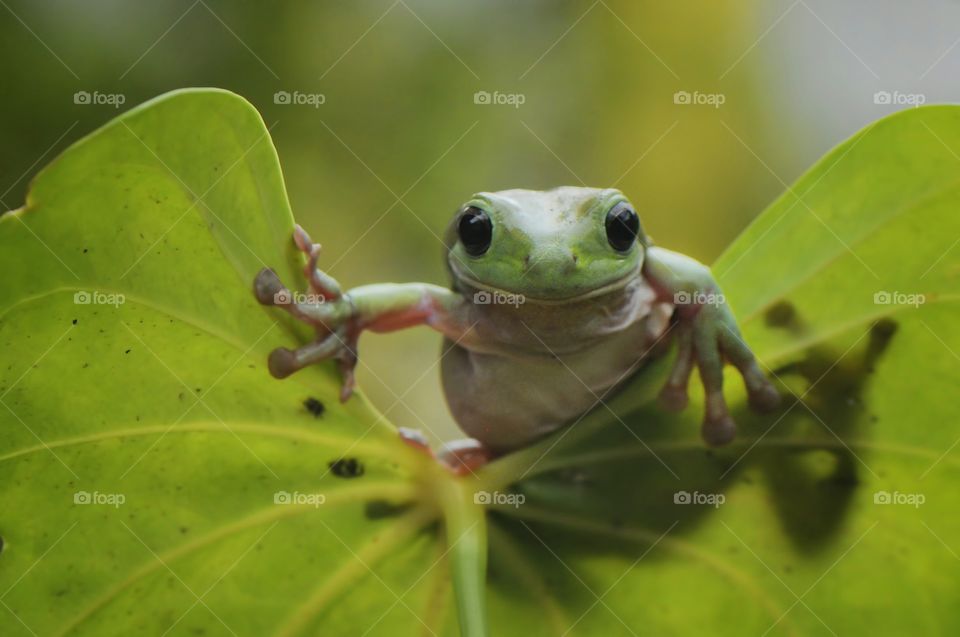 frog