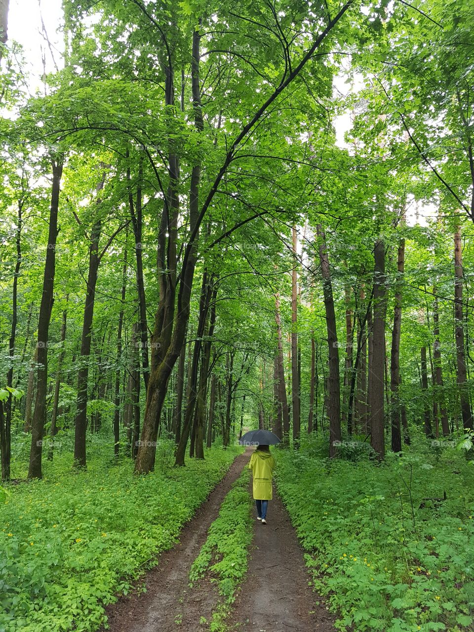 spring  rainy forest