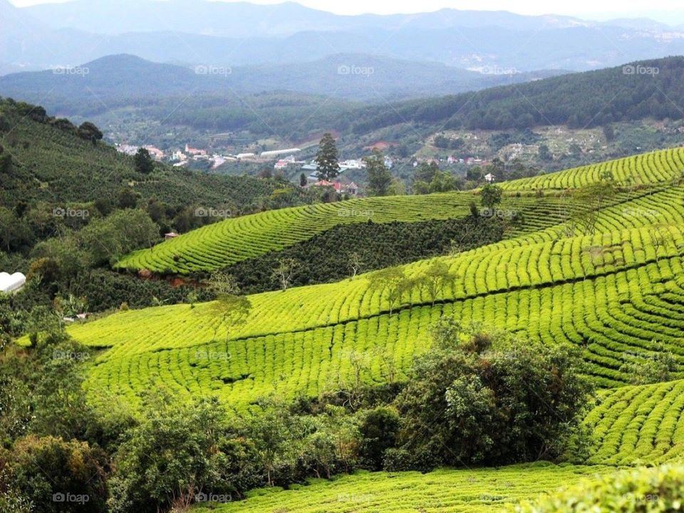 tea hill in Dalat, Viet Nam