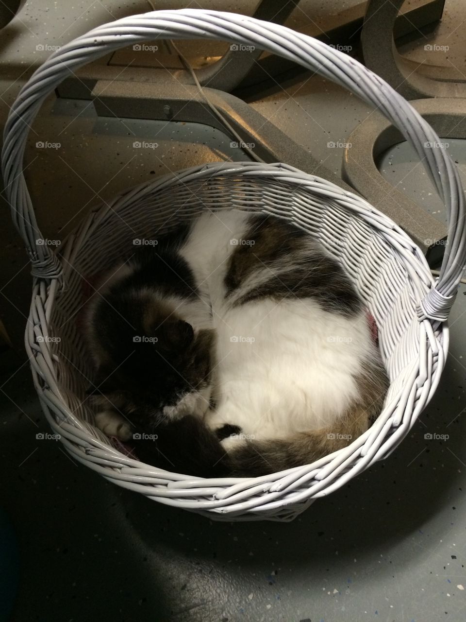 Basket cat 