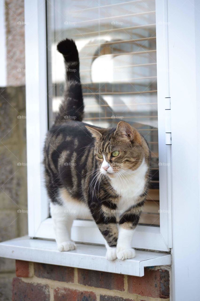 reflective, beautiful posing cat