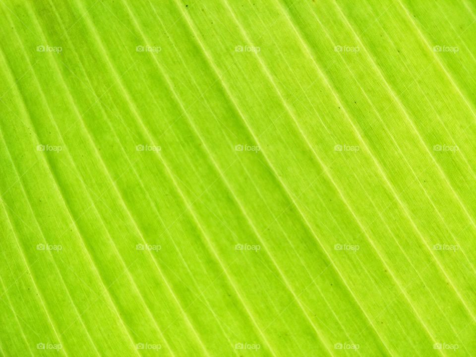 Banana leaf background.