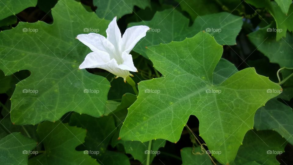 vegetables gourd blossom