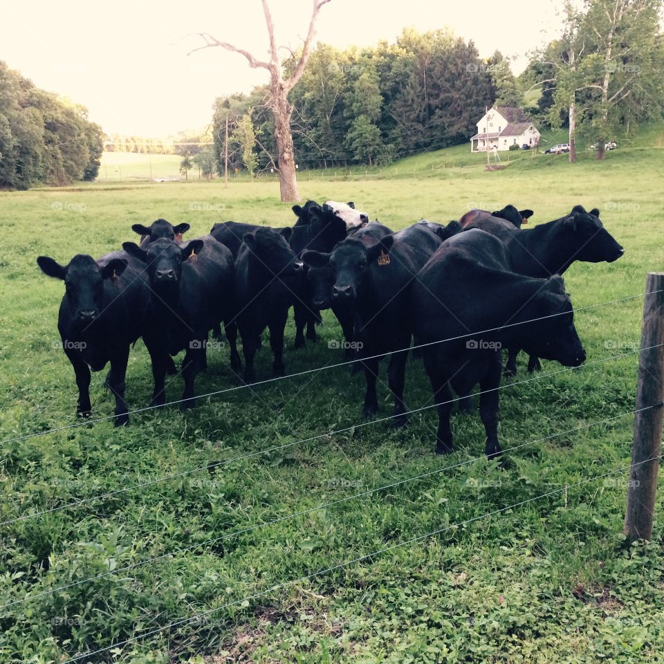 Cattle on the farm 
