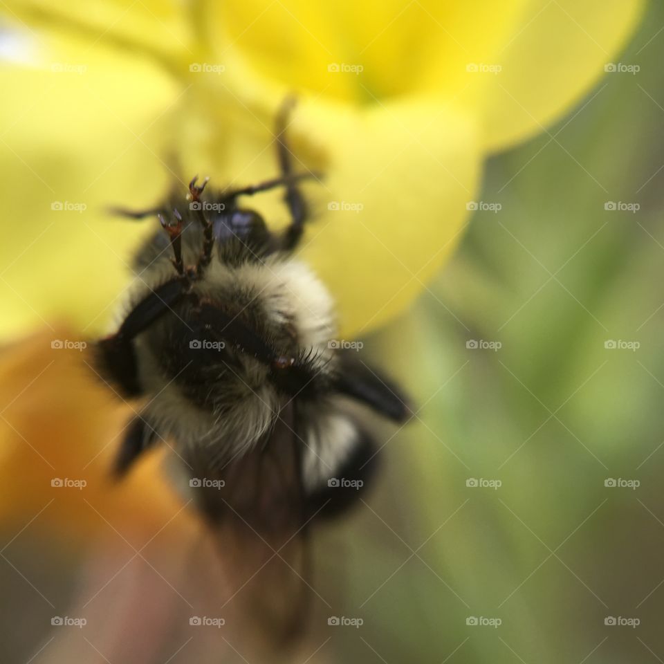 Like me, this bee clings to the last days of summer as the cold fall temps roll in. 