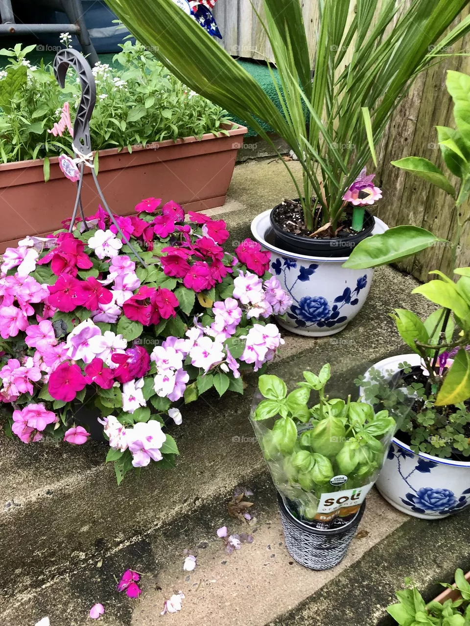 Mini  garden with colorful flowers 