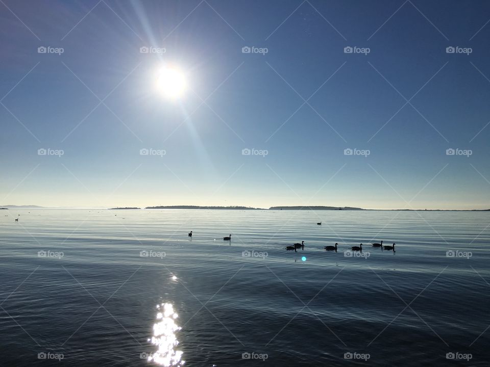 Swimming ducks under the sunrays