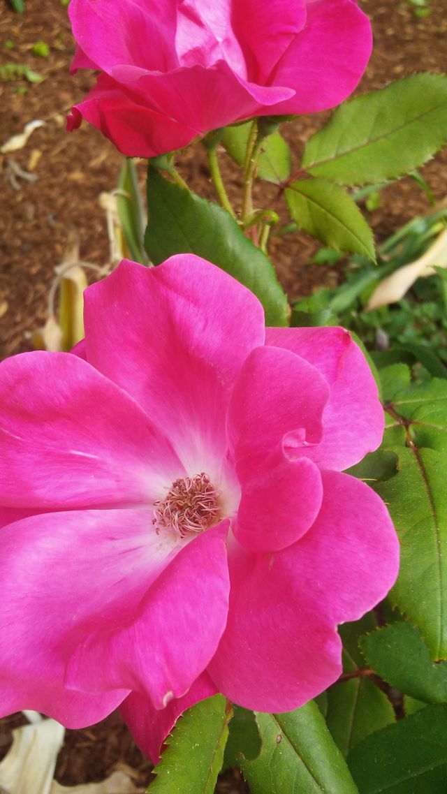 simple beauty