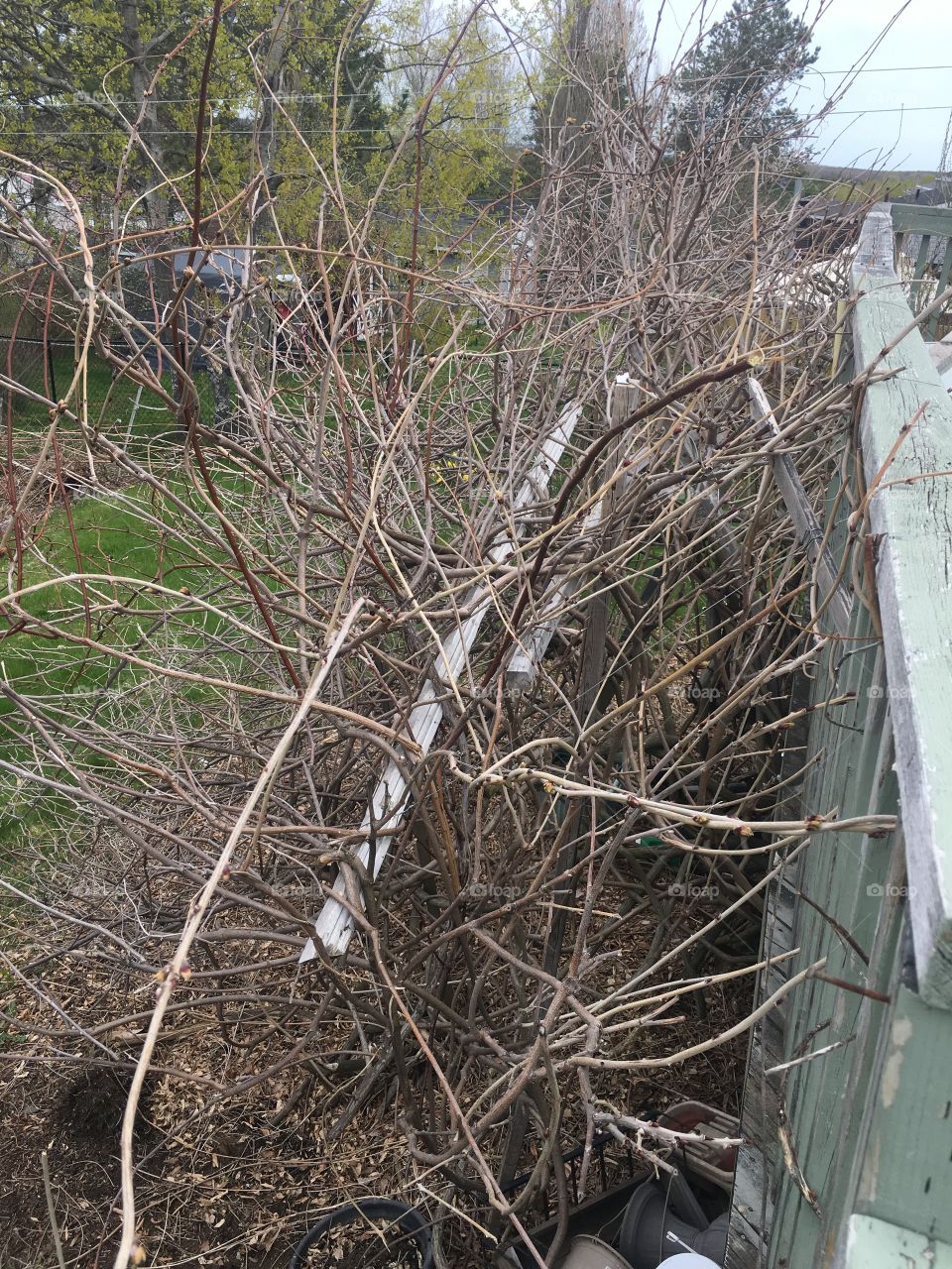 The wisteria is eating the deck