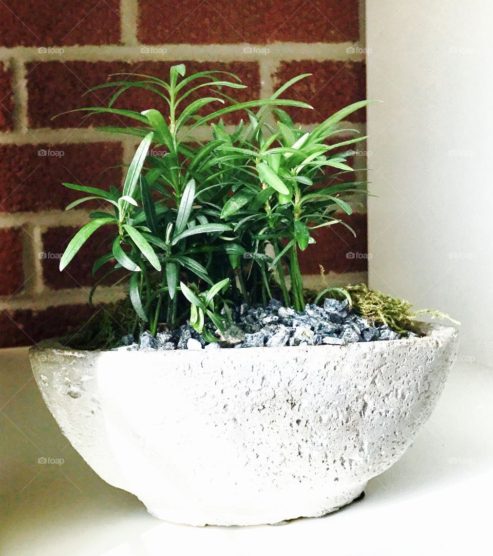 Bonsai by brick wall