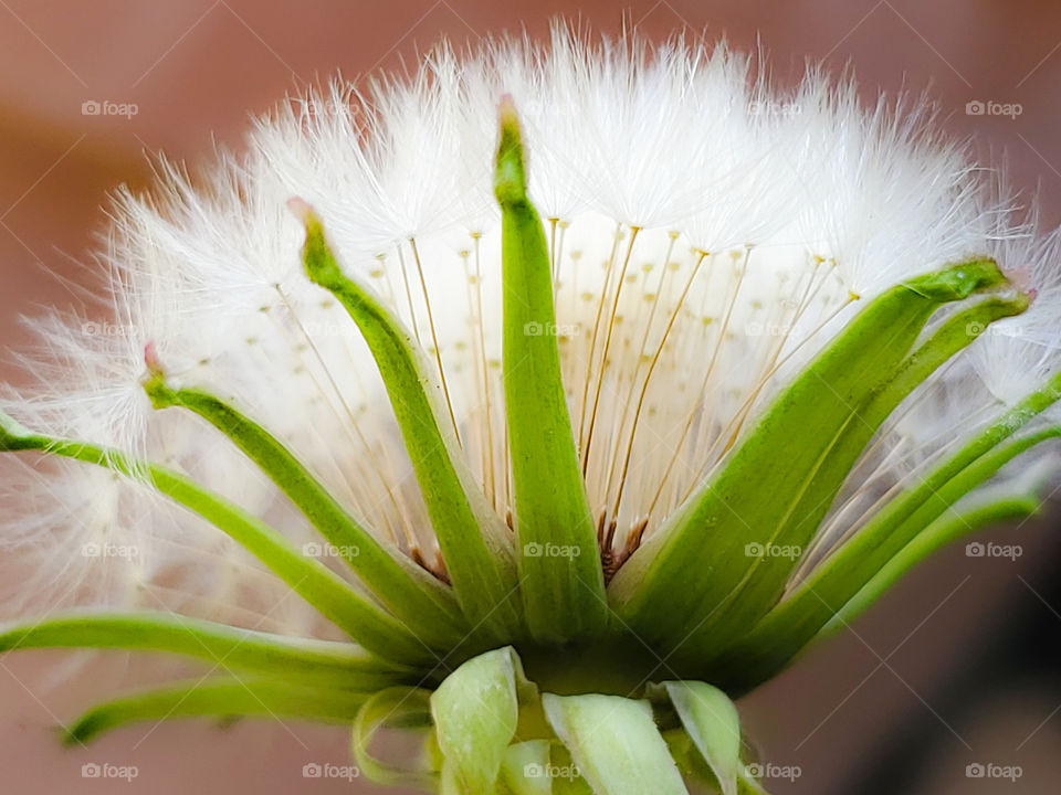 The beauty of the dandelion flower seeds