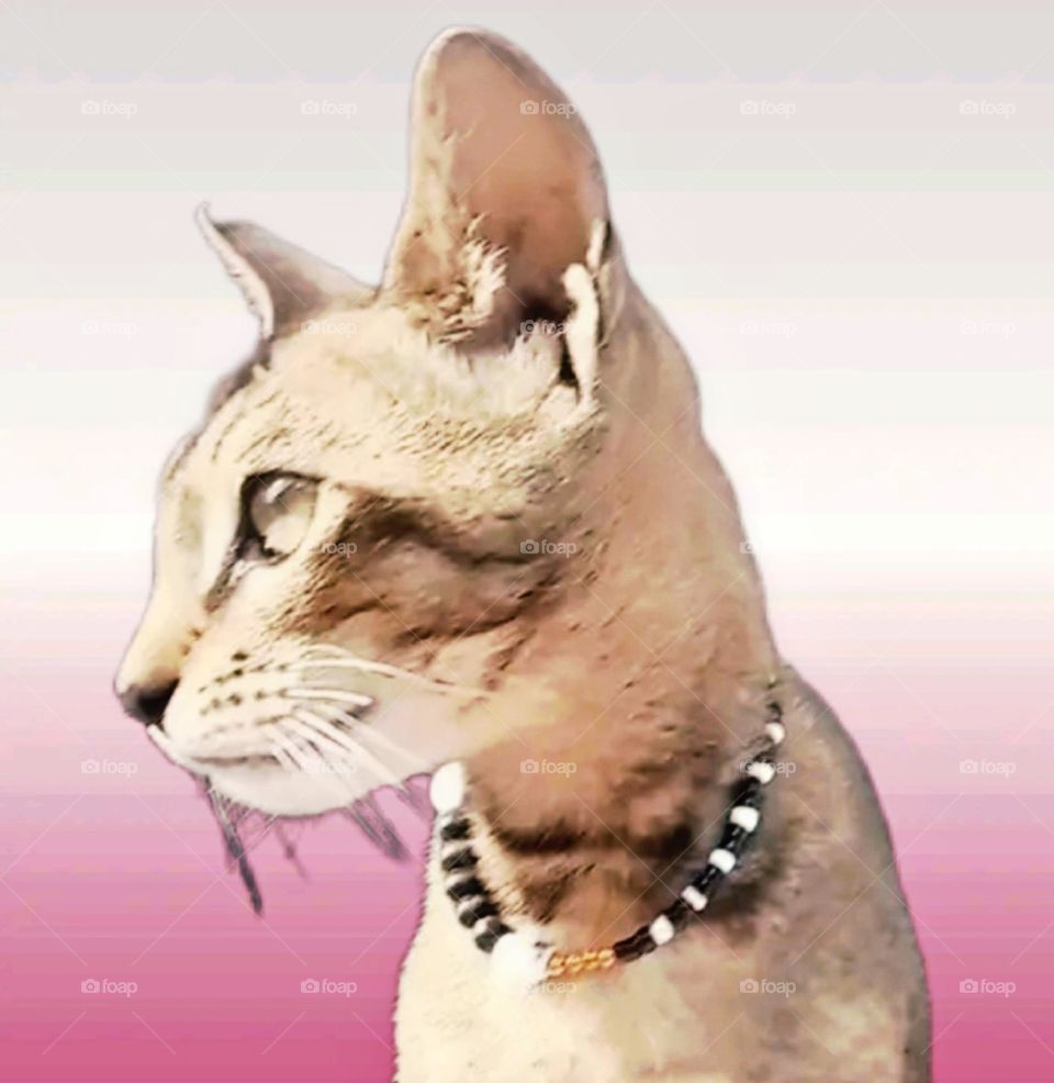 my most beautiful and cute cat.