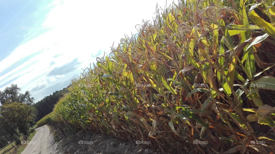 corn field. having a walk in a countryside