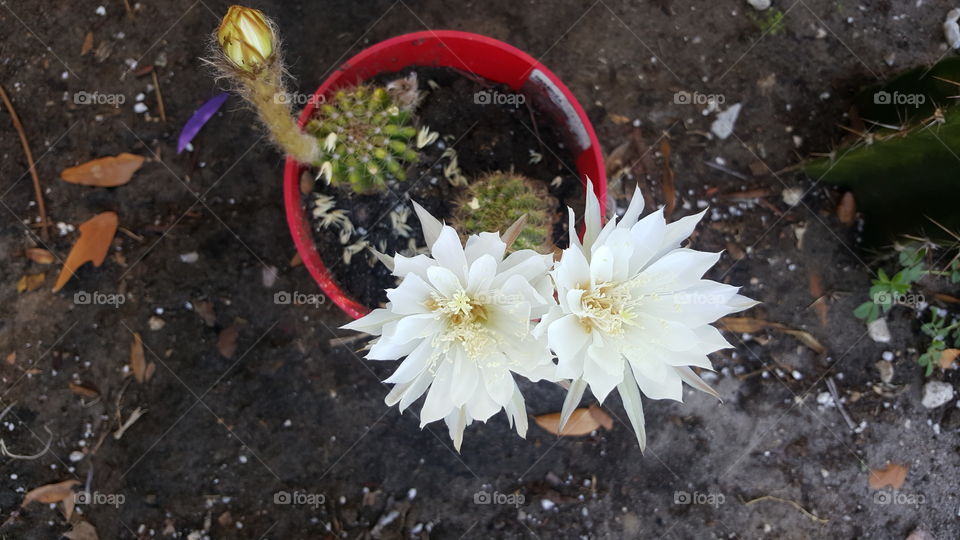 flower cacti