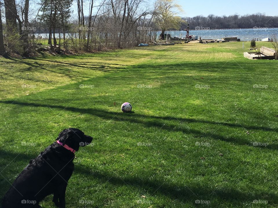 Black lab patiently waiting