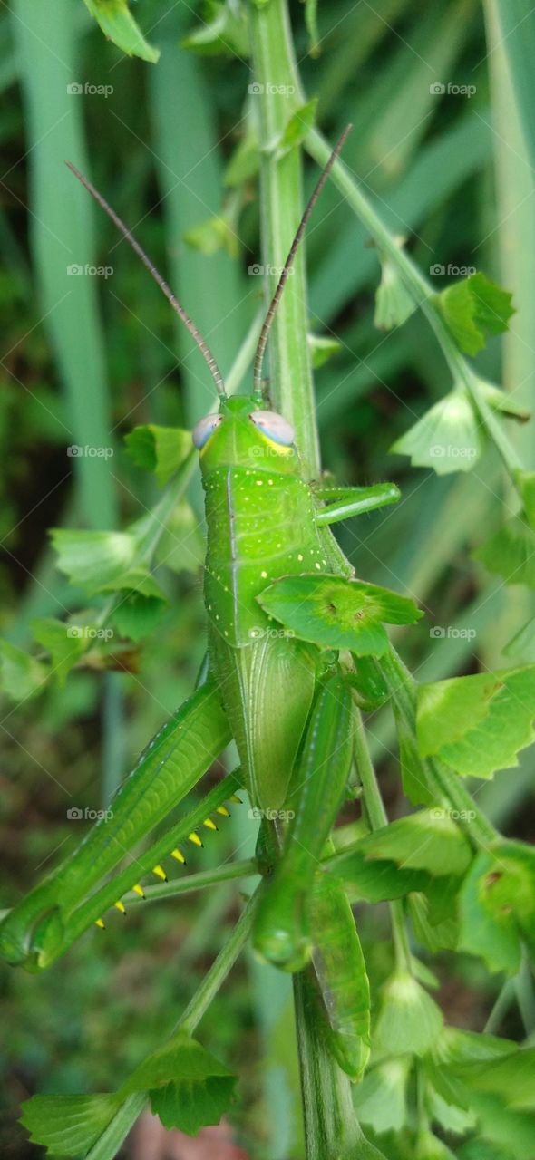The green steamed locust is a species of steamed locust belonging to the genus Atractomorpha.