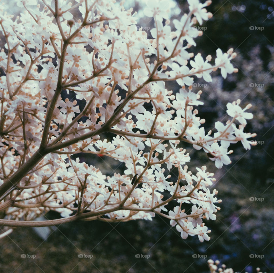 Elder flowers.  Flowering elder tree