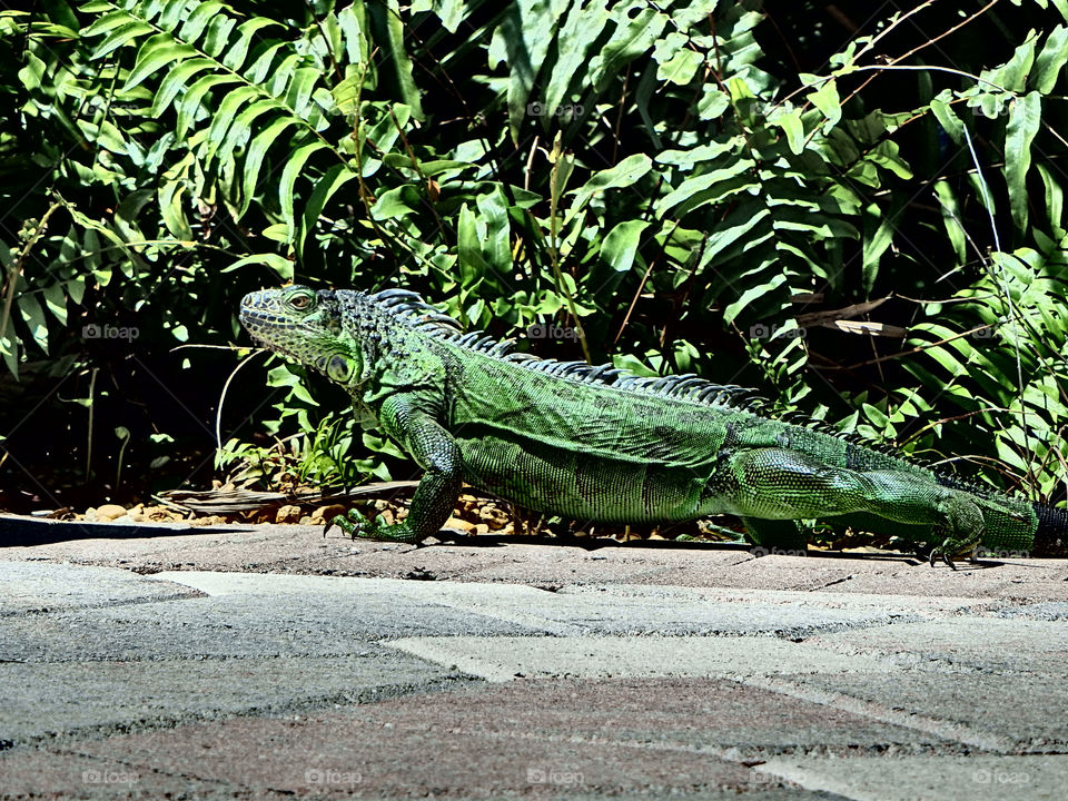 Iguana